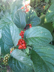 Witheringia meiantha