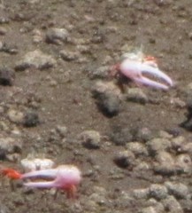 Leptuca stenodactylus