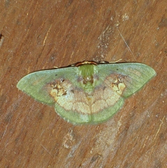Pyrochlora rhanis
