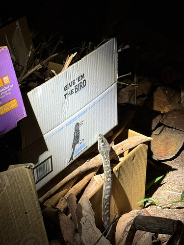 Coastal Carpet Python sighting