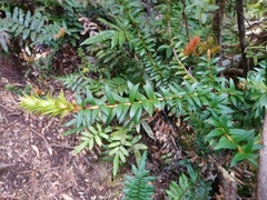 Trochocarpa disticha