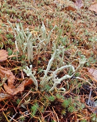 Cladonia rei