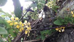 Callaeum macropterum