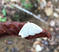 Lomographa glomeraria
