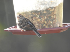 Spizella passerina passerina