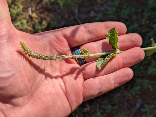 Achyranthes aspera observed 2025-11-17
