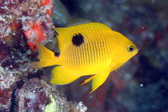 Threespot Damselfish photo 1