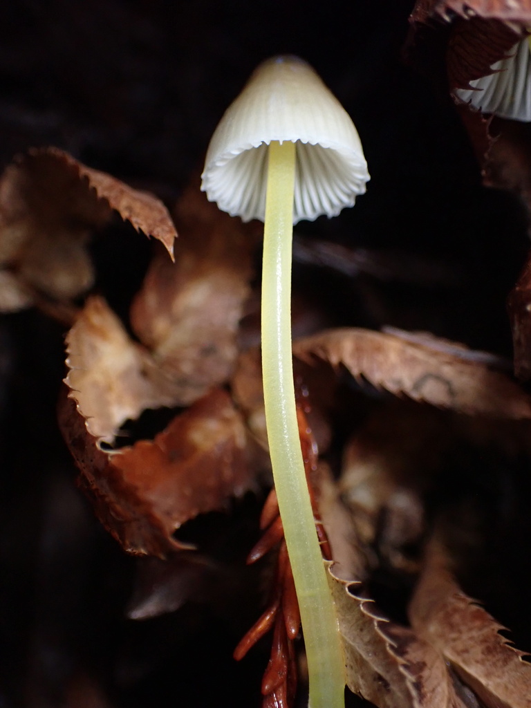 Mycena epipterygia · November 2025 · photo: © chilipossum (iNaturalist, cc-by)