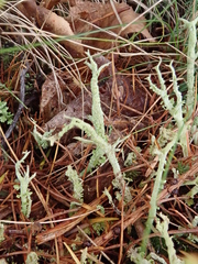 Media resource of Cladonia scabriuscula