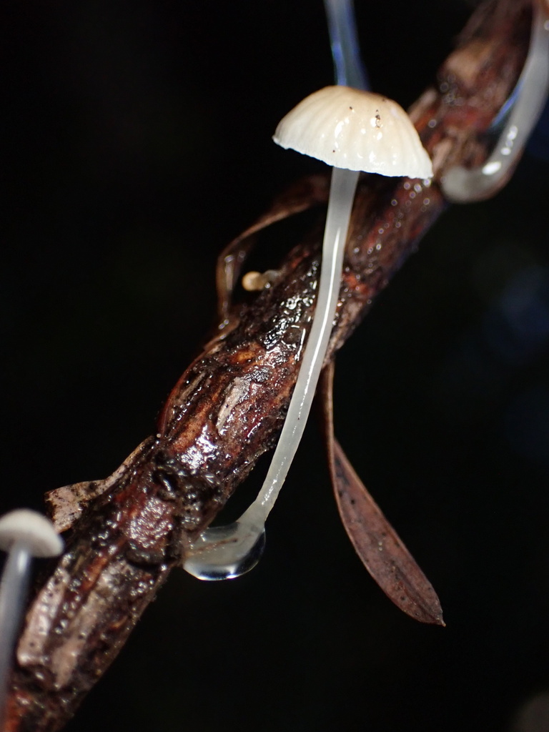 Roridomyces roridus · November 2025 · photo: © chilipossum (iNaturalist, cc-by)