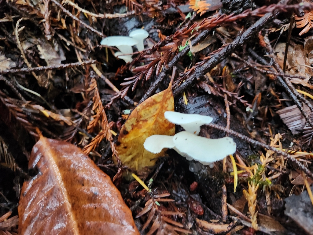 Pseudohydnum gelatinosum · November 2025 · photo: © gina424 (iNaturalist, cc-by-nc)