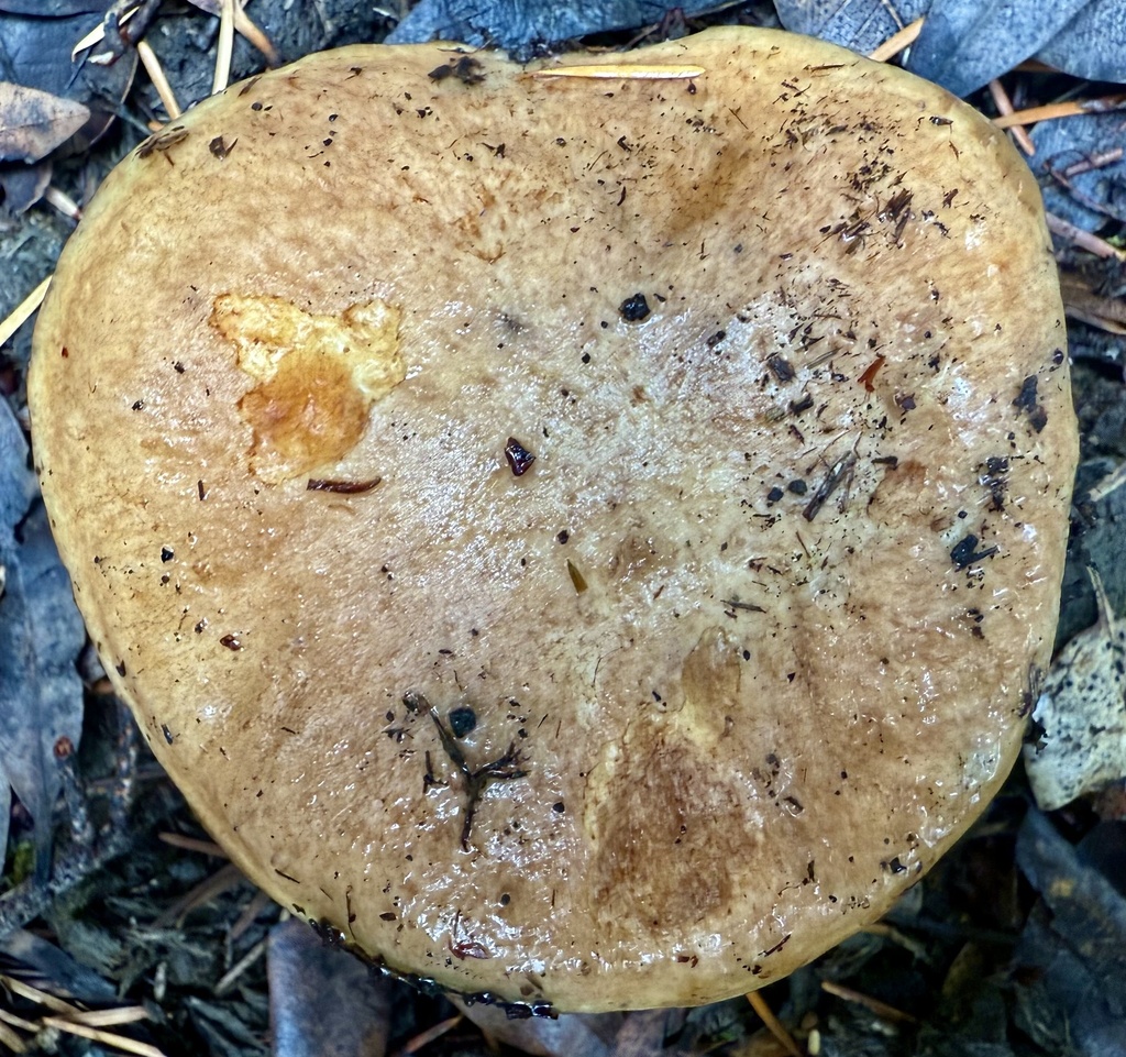 Suillus caerulescens · November 2025 · photo: © hllrnnr (iNaturalist, cc0)