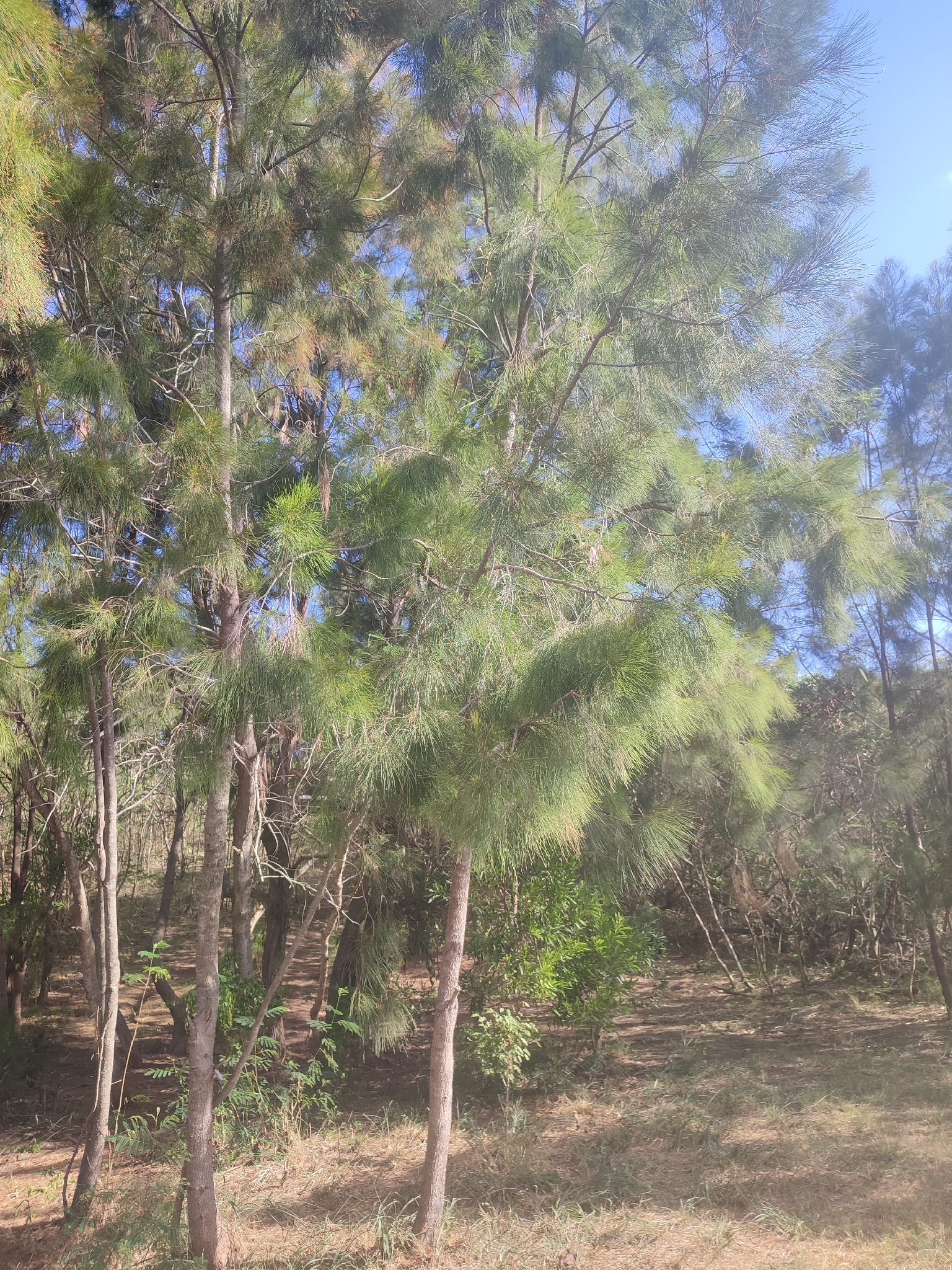 Casuarina Collina (Casuarina collina)