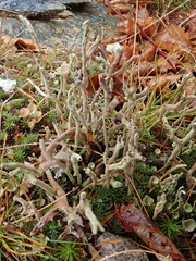 Cladonia subulata