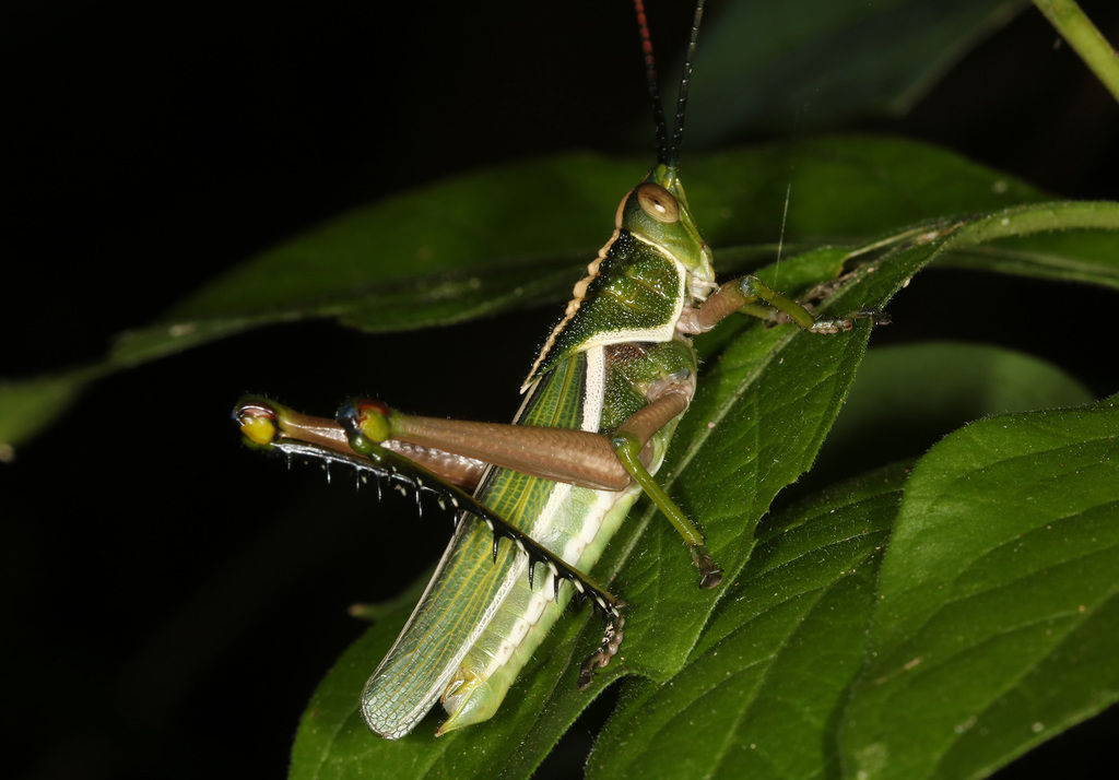 Staleochlora ronderosi