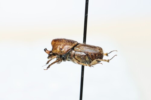 Northern Sandy Dung Beetle photo 5
