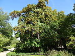 Ehretia dicksonii