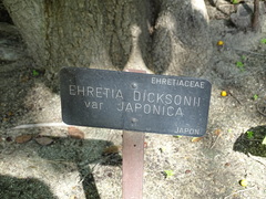 Ehretia dicksonii