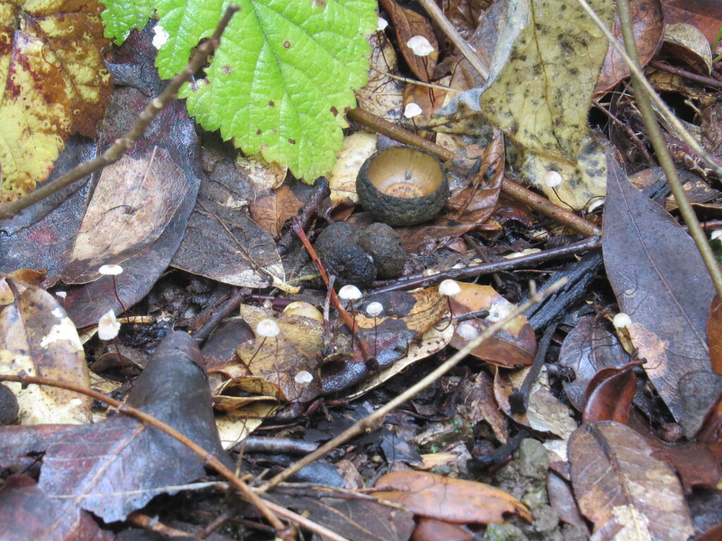 Collybiopsis quercophila · November 2025 · photo: © garth_harwood (iNaturalist, cc-by)
