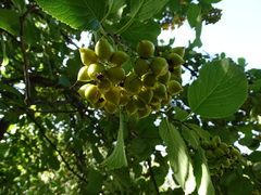 Ehretia dicksonii