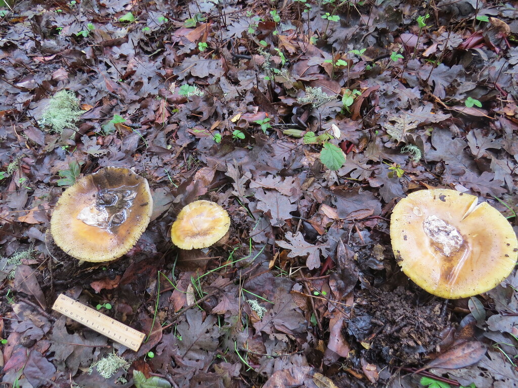 Amanita calyptroderma