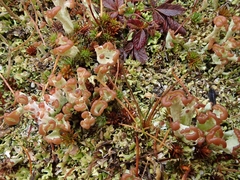 Cladonia subcariosa