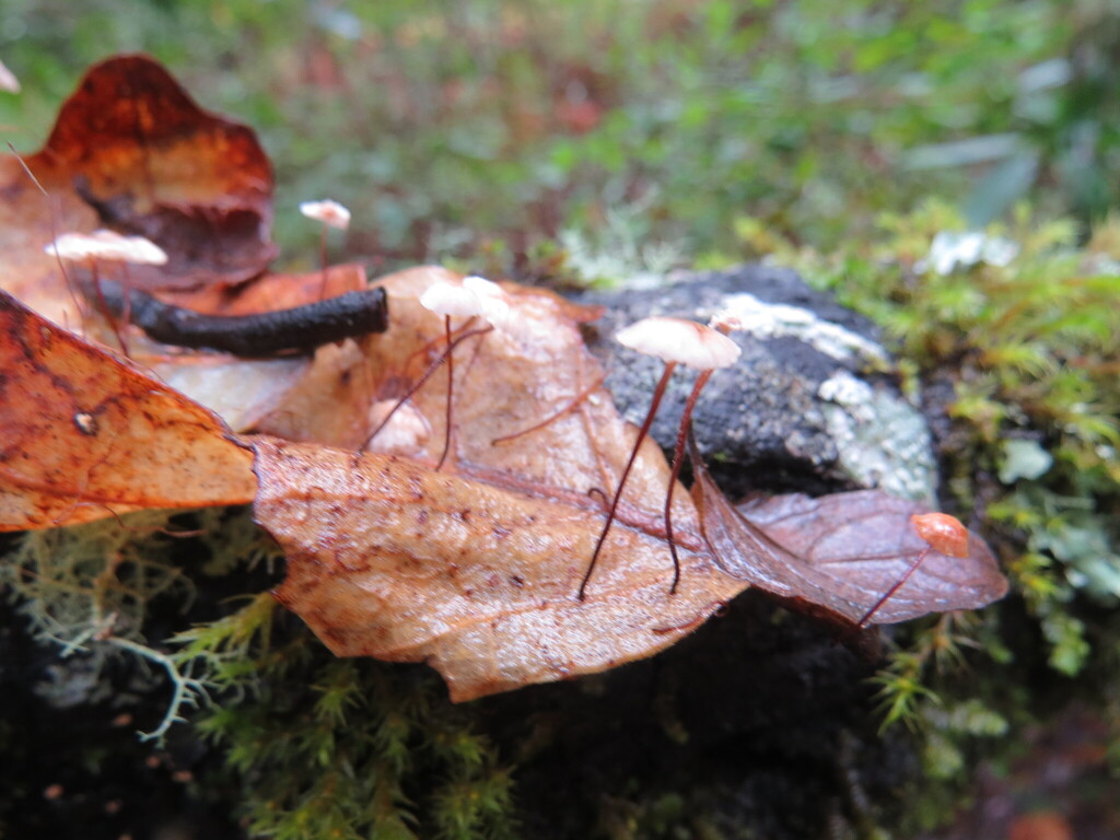 Collybiopsis quercophila · November 2025 · photo: © garth_harwood (iNaturalist, cc-by)