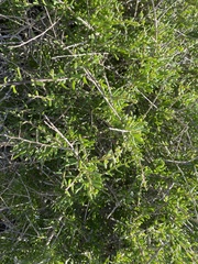Lycium californicum