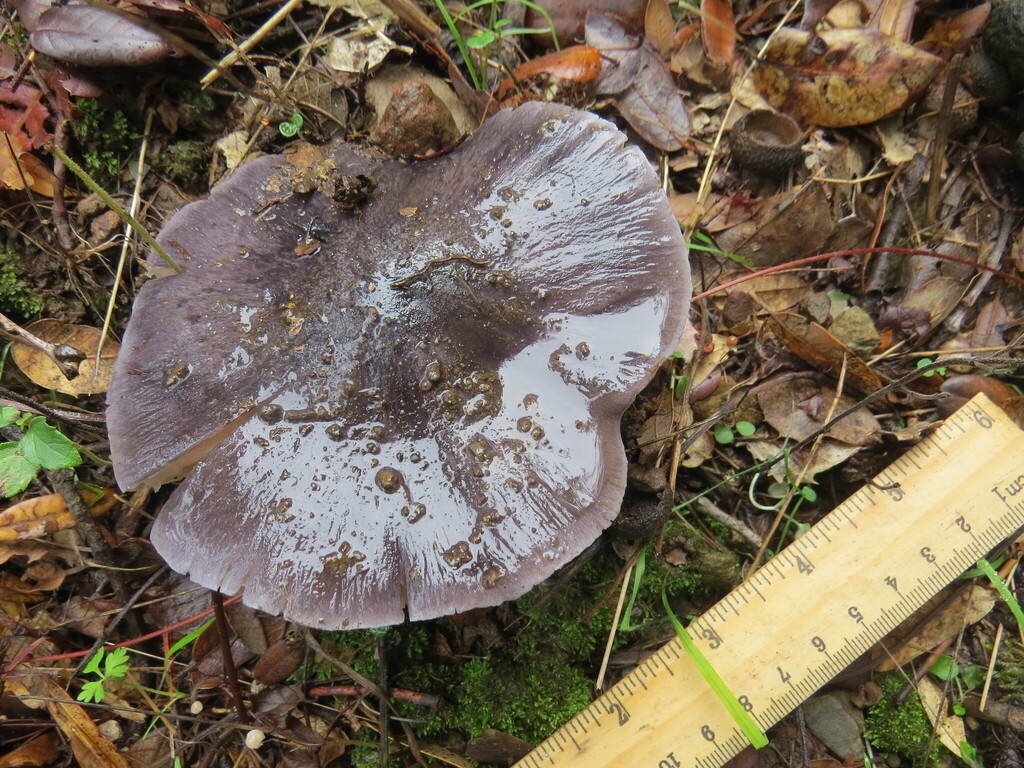 Entoloma medianox · November 2025 · photo: © garth_harwood (iNaturalist, cc-by)