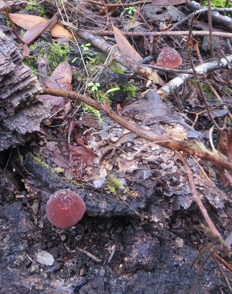 Marasmius plicatulus · November 2025 · photo: © garth_harwood (iNaturalist, cc-by)