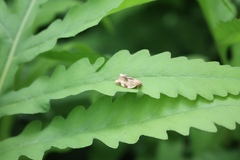 Choristoneura fractivittana