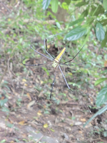 Giant Golden Orbweaver