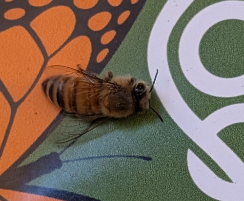 Bee