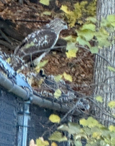 Red-tailed Hawk