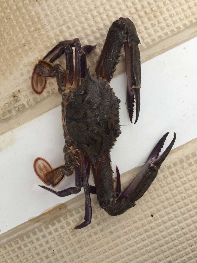 Xantus swimming crab