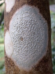 Thelotrema