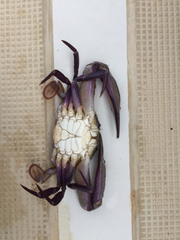 Achelous xantusii