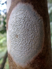 Thelotrema