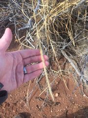 Setaria macrostachya