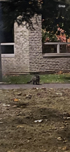 Vancouver Island Raccoon