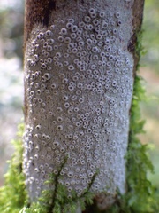 Thelotrema