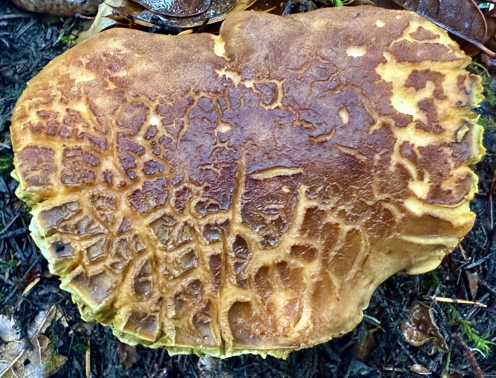 Xerocomus subtomentosus · November 2025 · photo: © hllrnnr (iNaturalist, cc0)