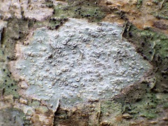 Thelotrema
