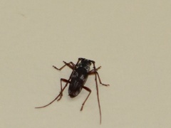 Elaphidion irroratum