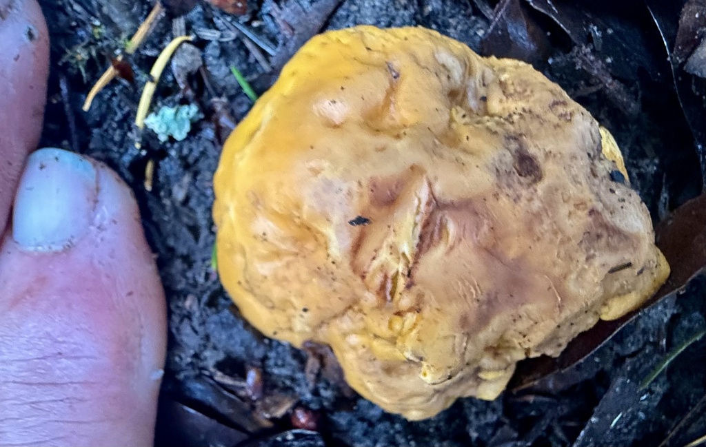 Cantharellus californicus · November 2025 · photo: © hllrnnr (iNaturalist, cc0)