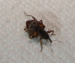 Conotrachelus anaglypticus