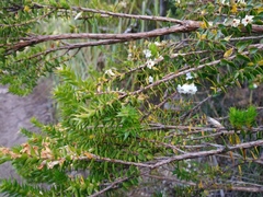 Epacris heteronema