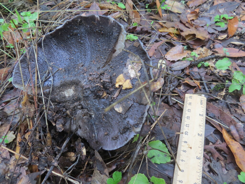 Entoloma medianox · November 2025 · photo: © garth_harwood (iNaturalist, cc-by)