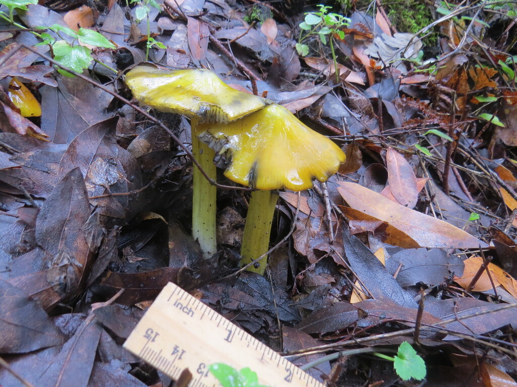 Hygrocybe singeri · November 2025 · photo: © garth_harwood (iNaturalist, cc-by)