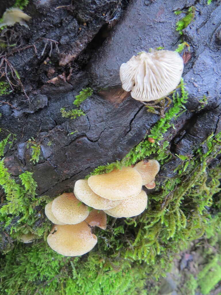 Crepidotus mollis